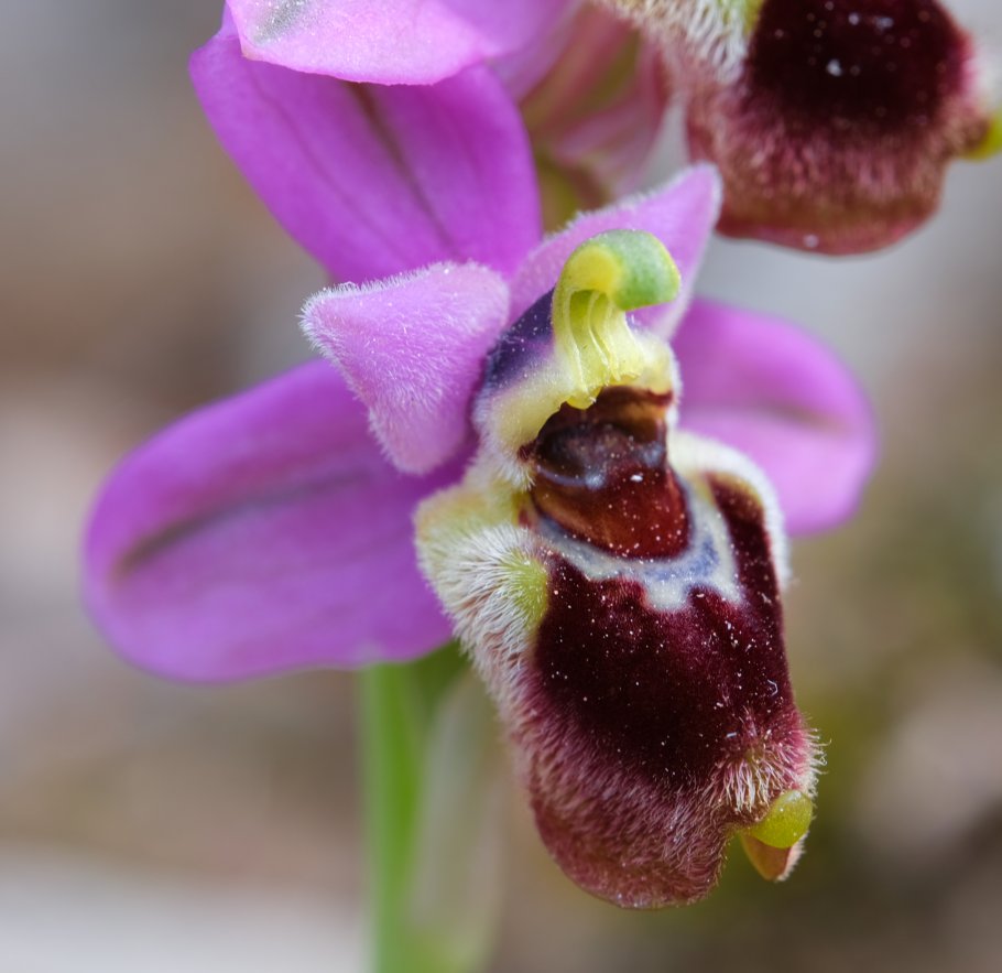 Anno nuovo, orchidee nuove: dalla Grecia con passione.
